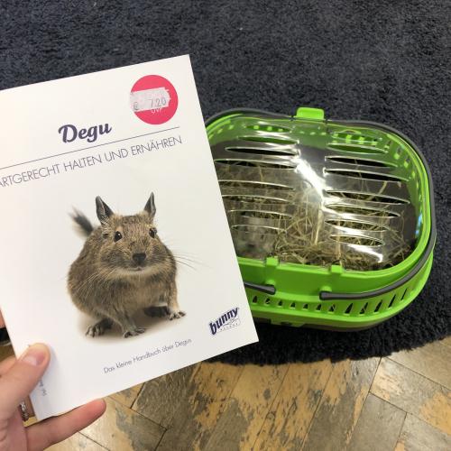 Degu
