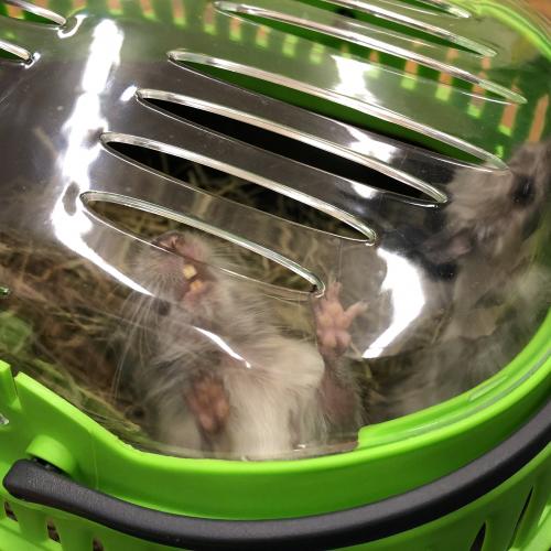 Degu