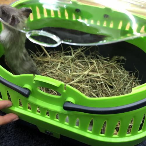 Degu