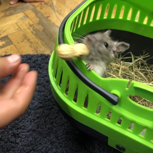 Degu