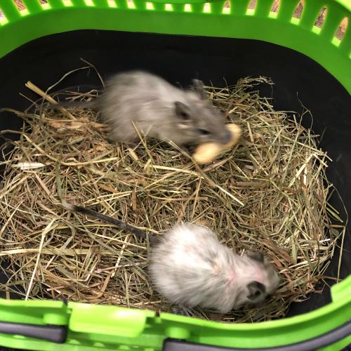 Degu