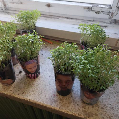 Kresseköpfe